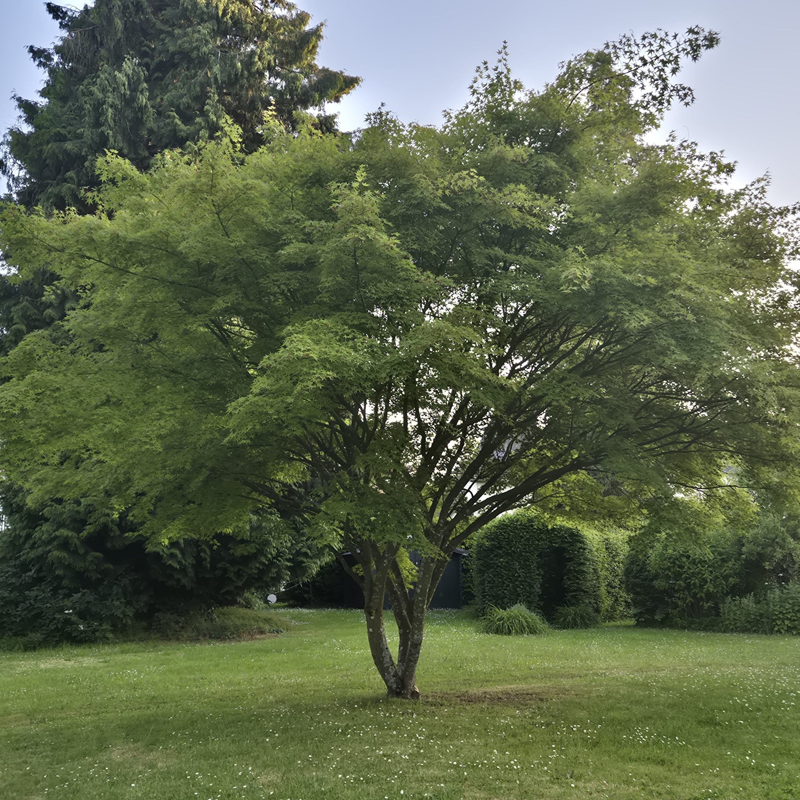 Acer palmatus – érable du Japonresize